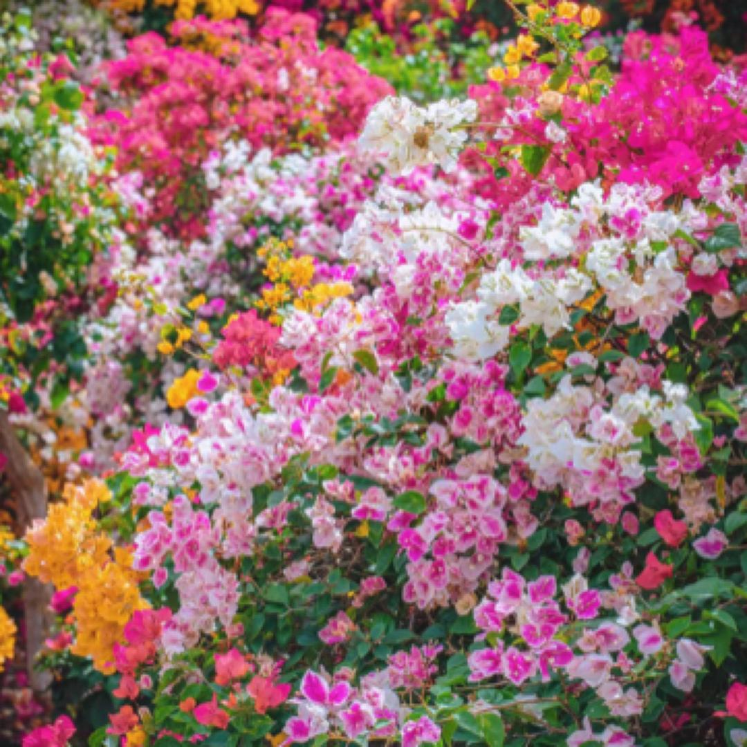 玲珑花坊三角梅