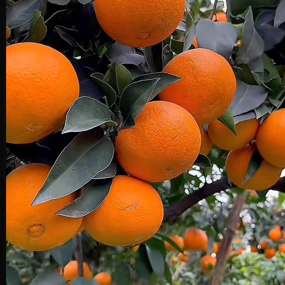 谭主任农产品。