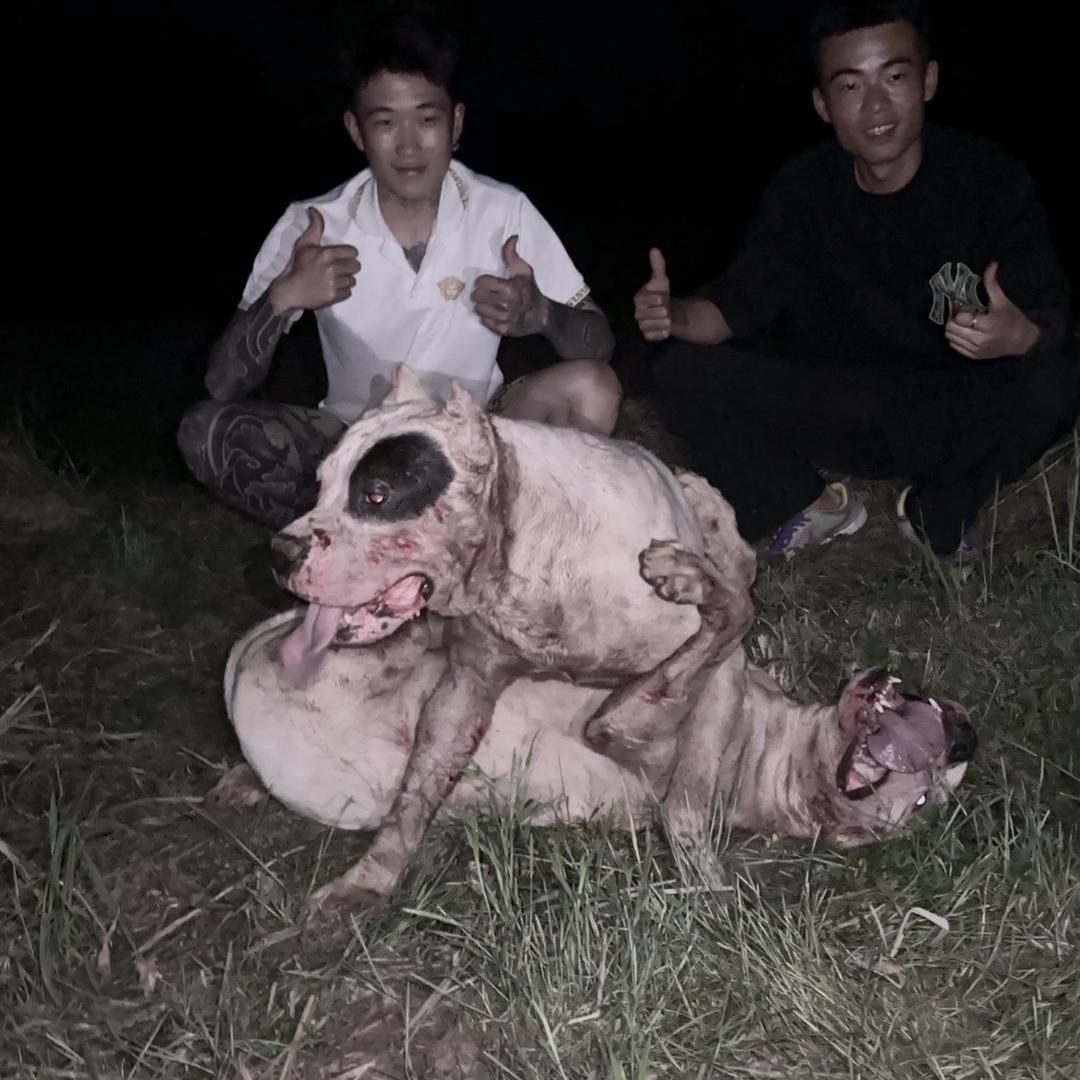 啊羽杜高养殖场