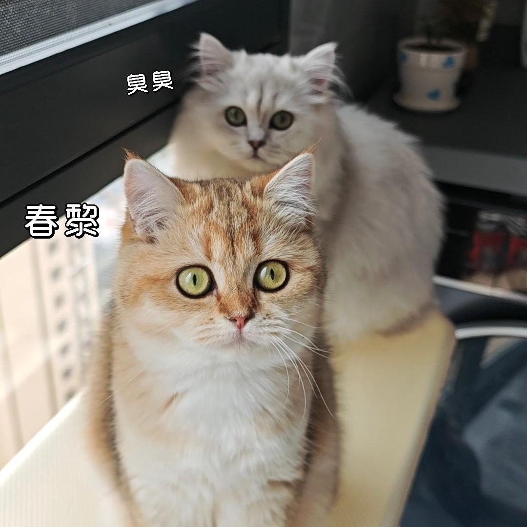 好喜欢这小猫