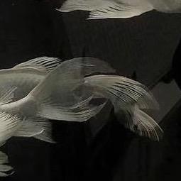 池鱼121