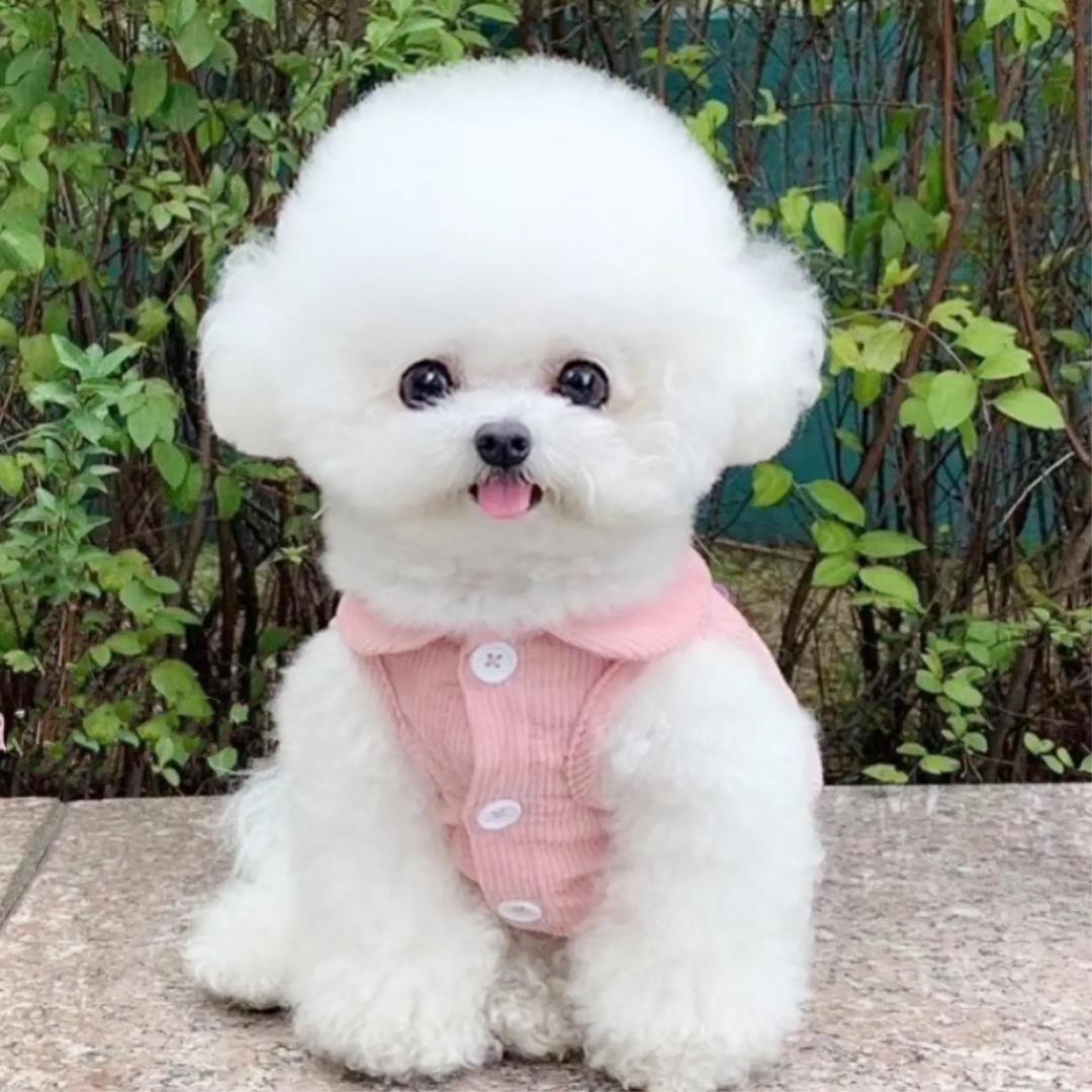 狗三猫四