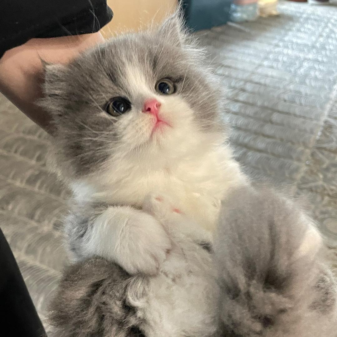 程姐家的猫•舍