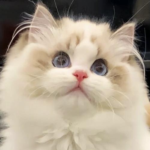 小米爱养猫