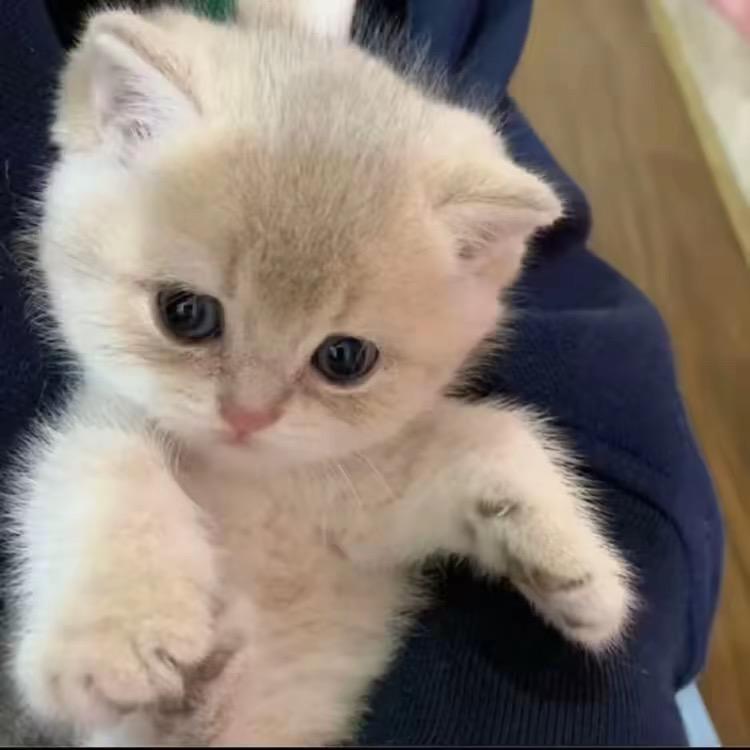 白白（顶尖养猪流）