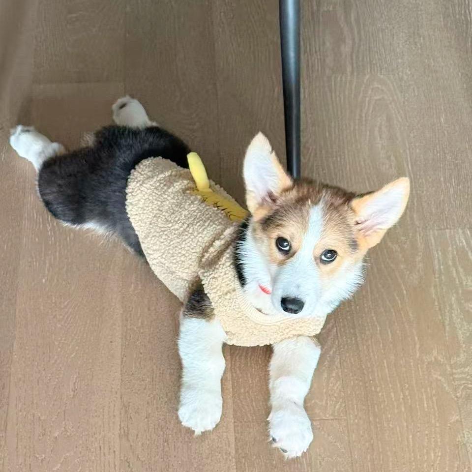 爱睡懒觉的财财