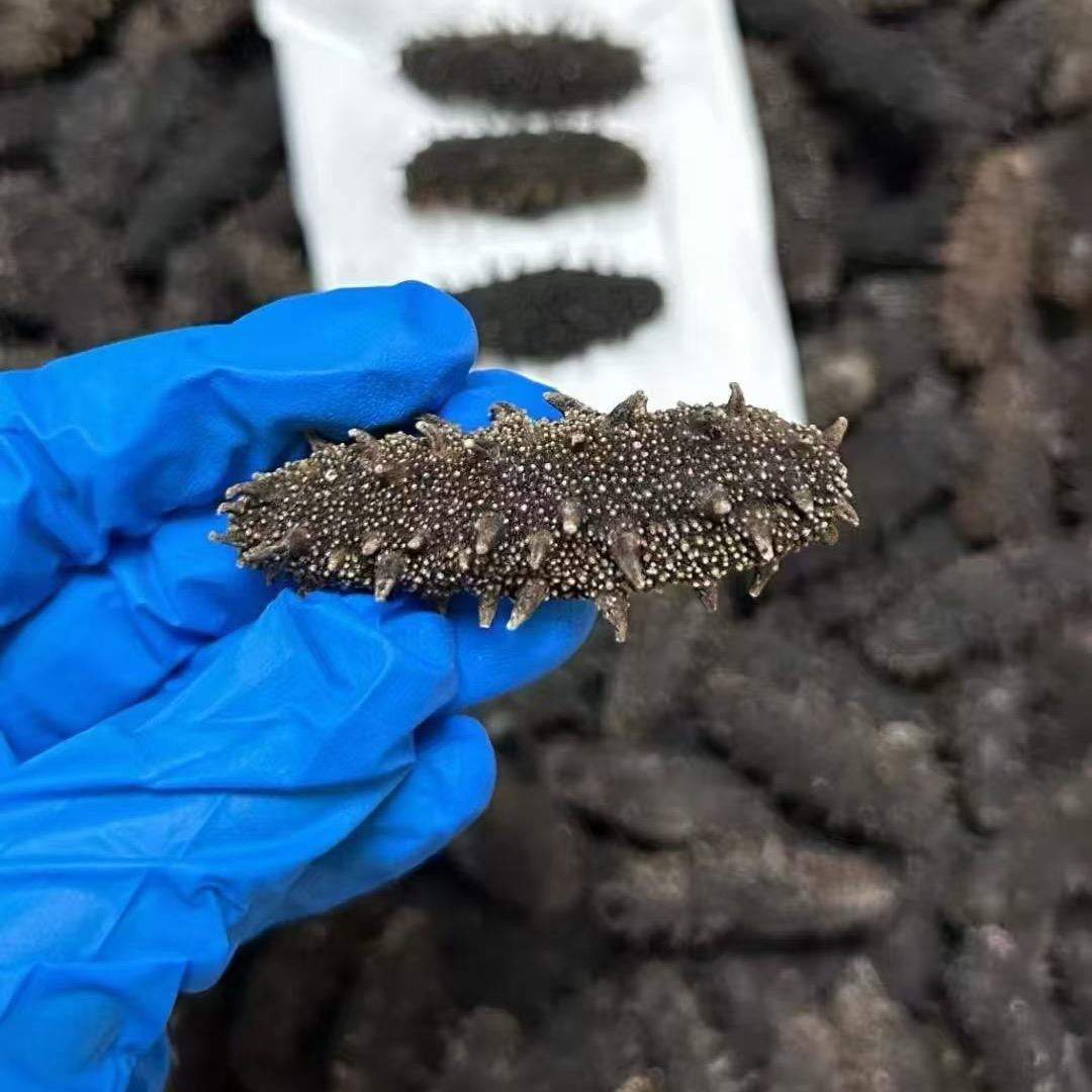 沐渔家海参批发