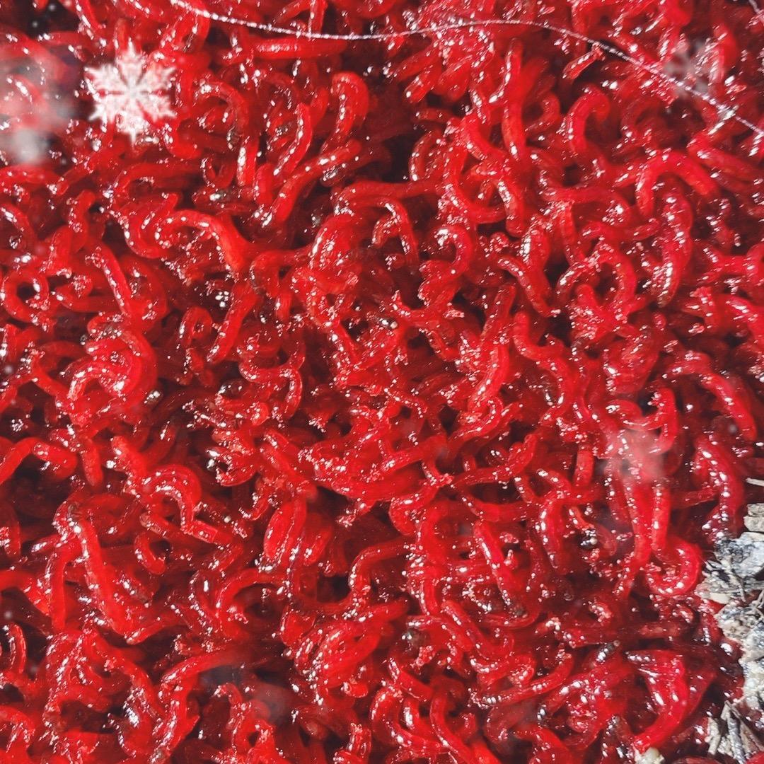 吉祥红虫
