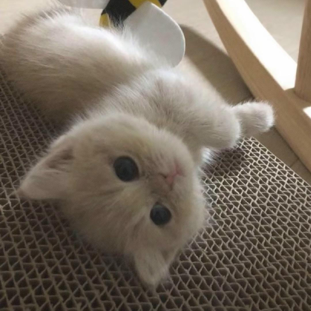 小猫不许淼淼叫