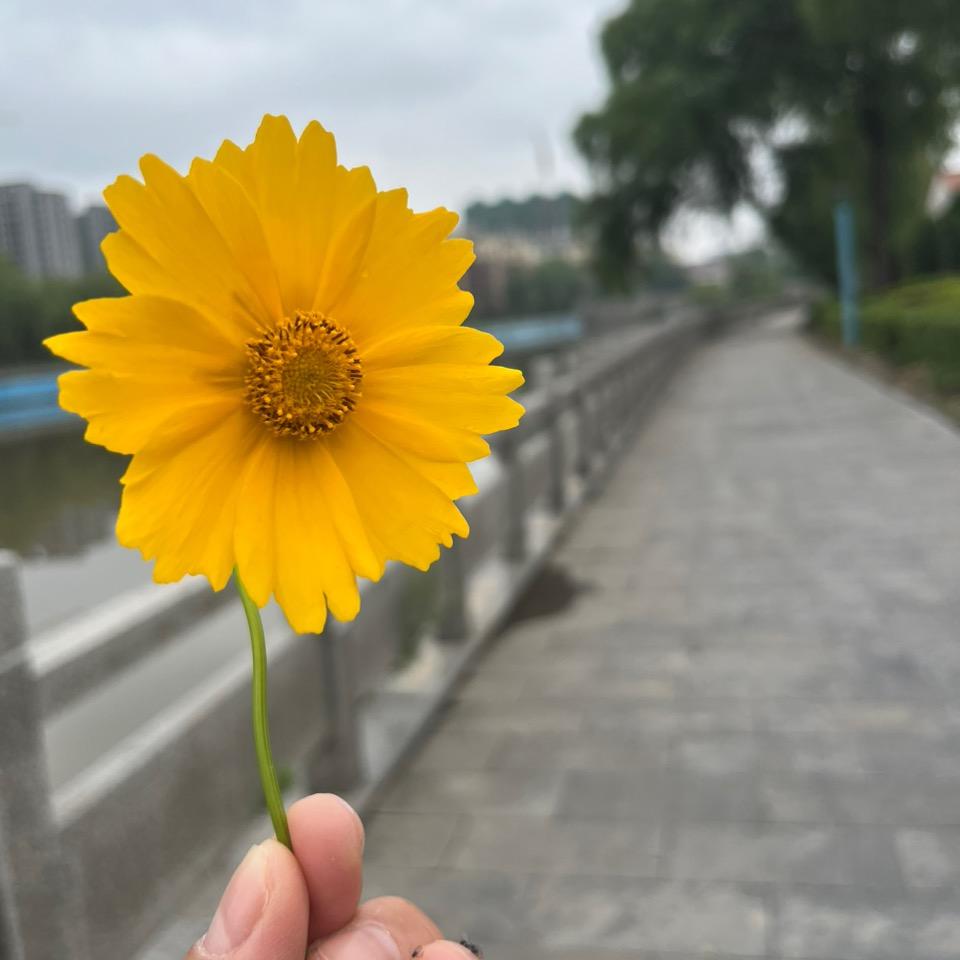 🍡岳如歌
