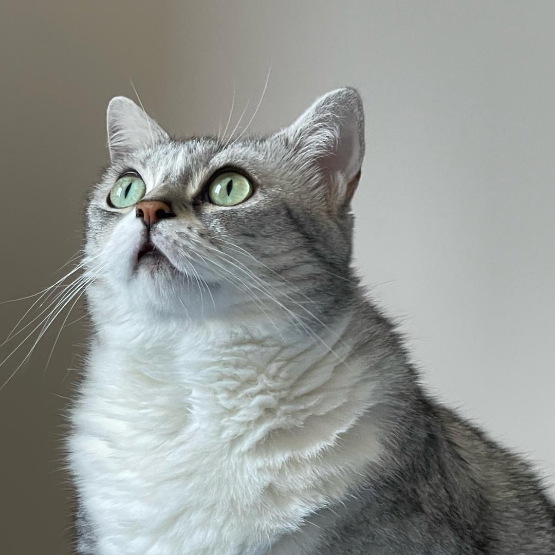 咖啡壮壮与囧白🐱