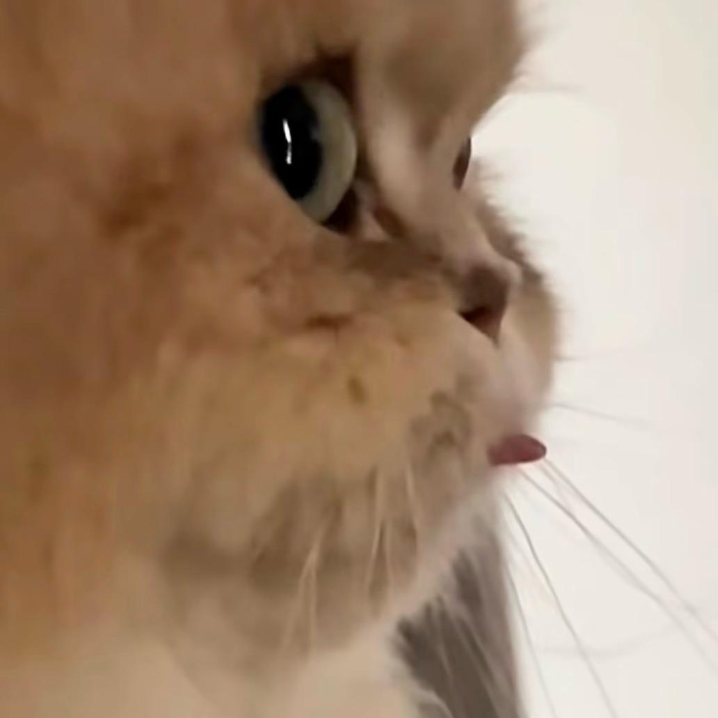 灵灵鱼✨
