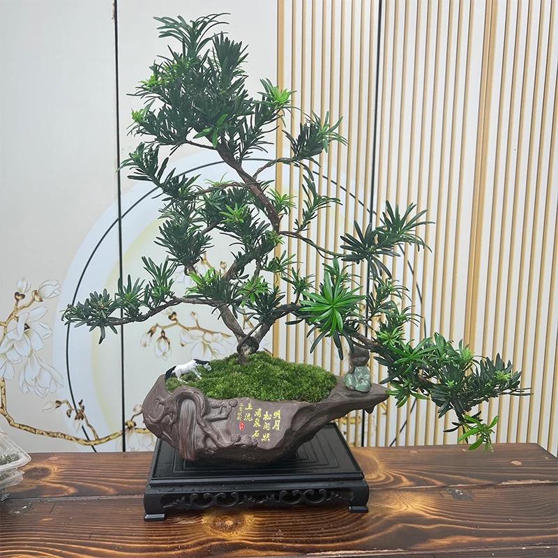 万盛园盆景基地直发