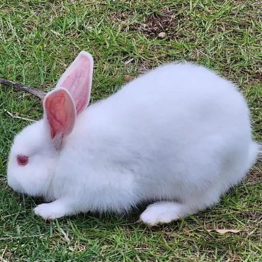 老宋聊养兔