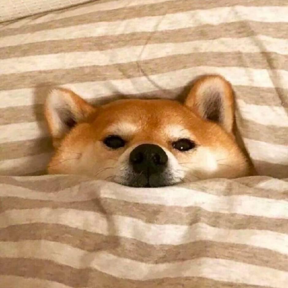 最强看剧