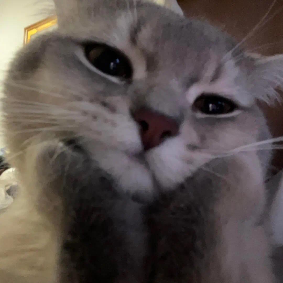 樱桃小完犊子🍒