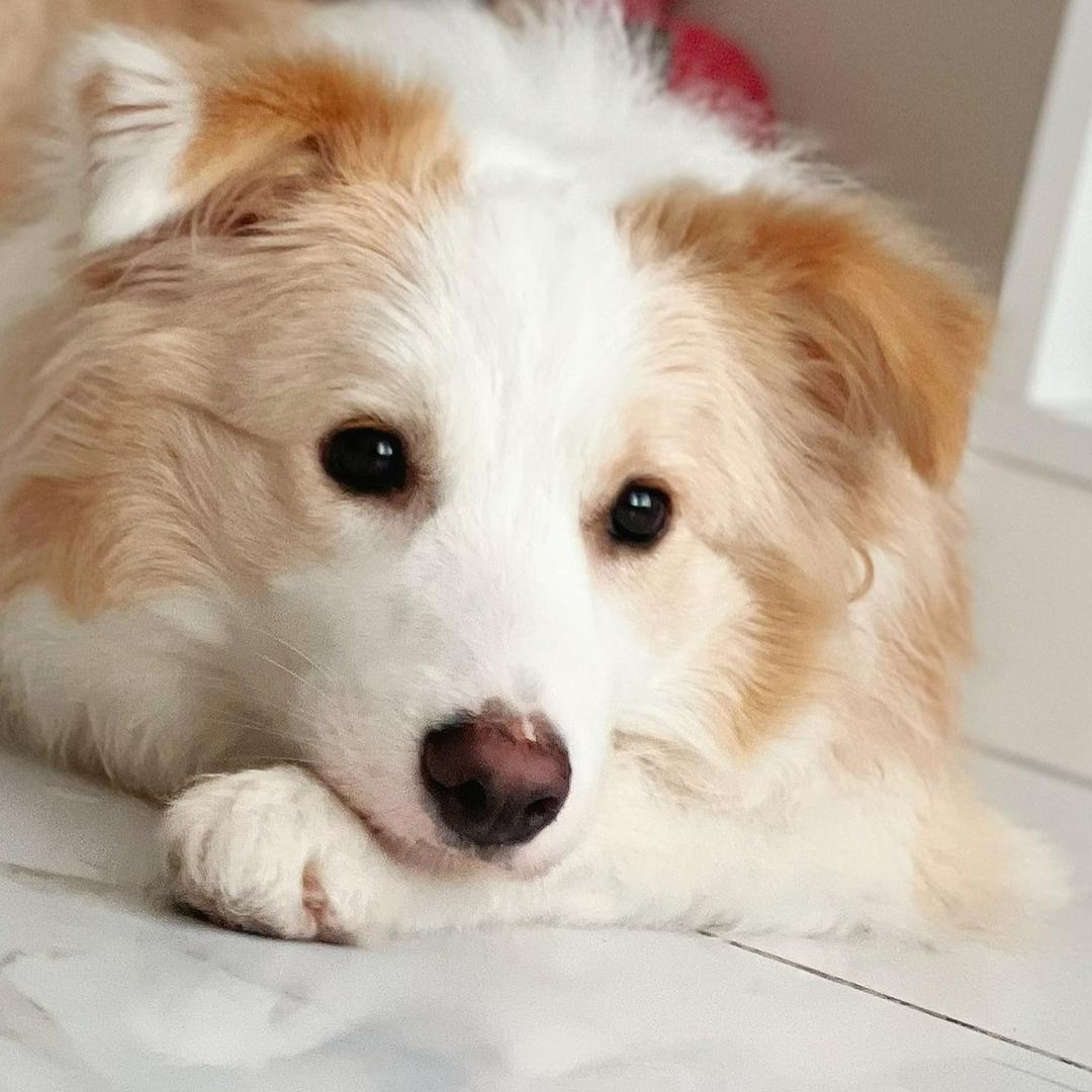 宝宝金是边牧呀