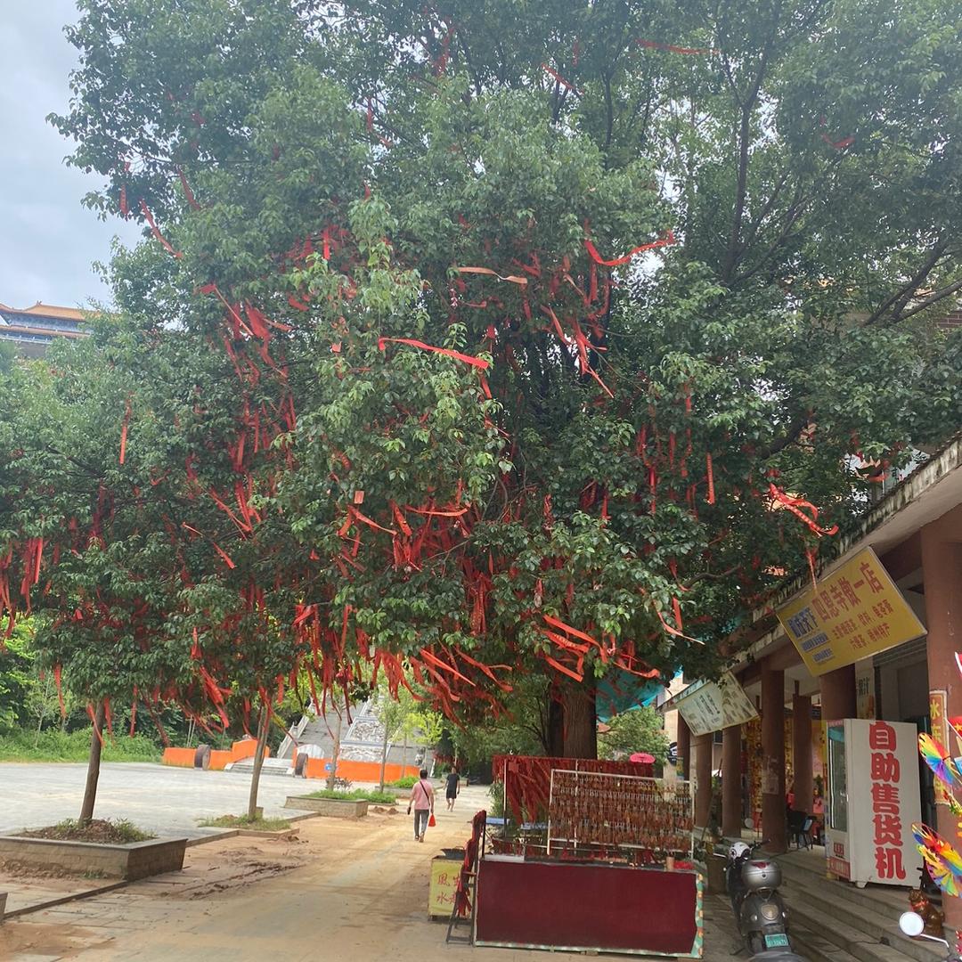向🌞葵🌻