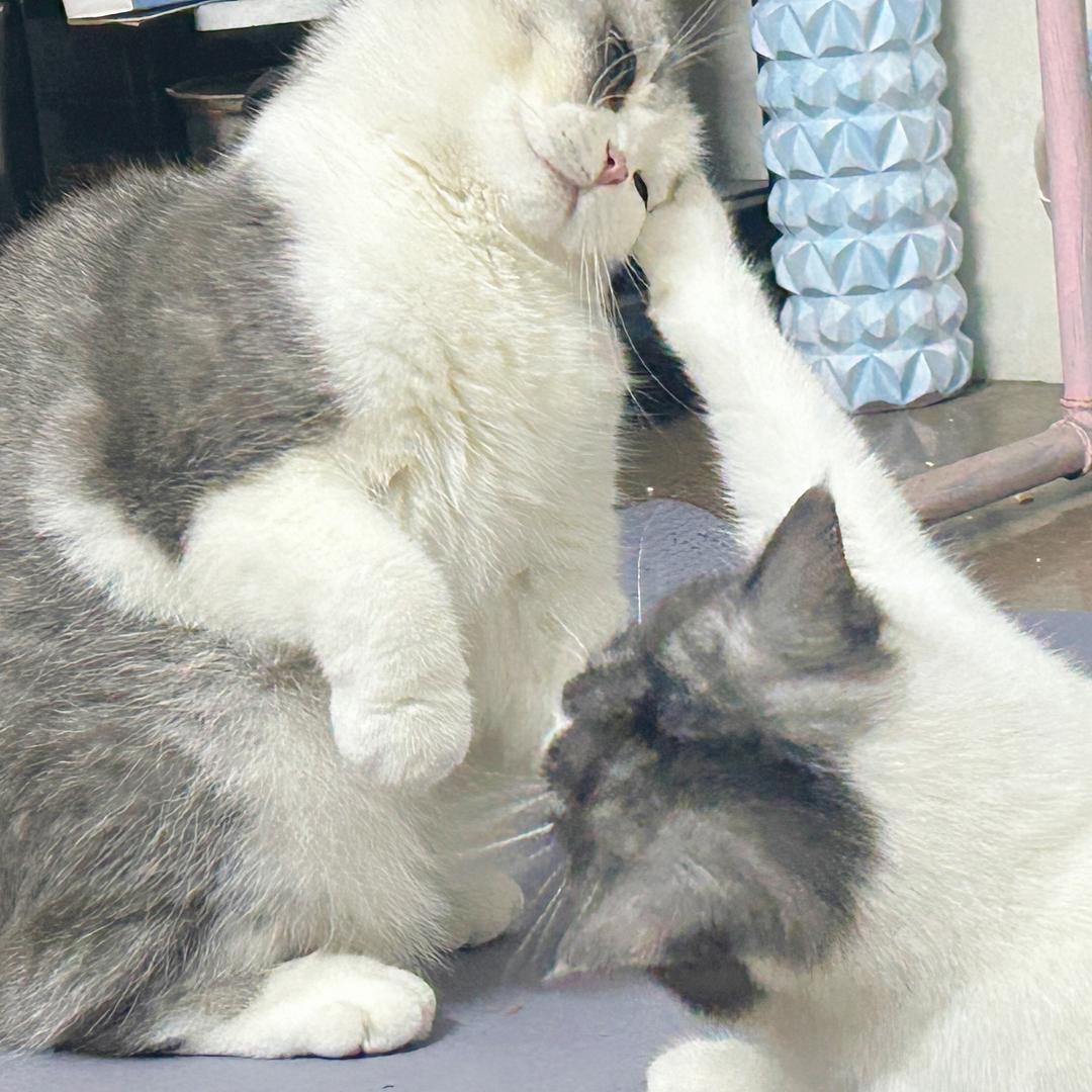 汤圆儿✨