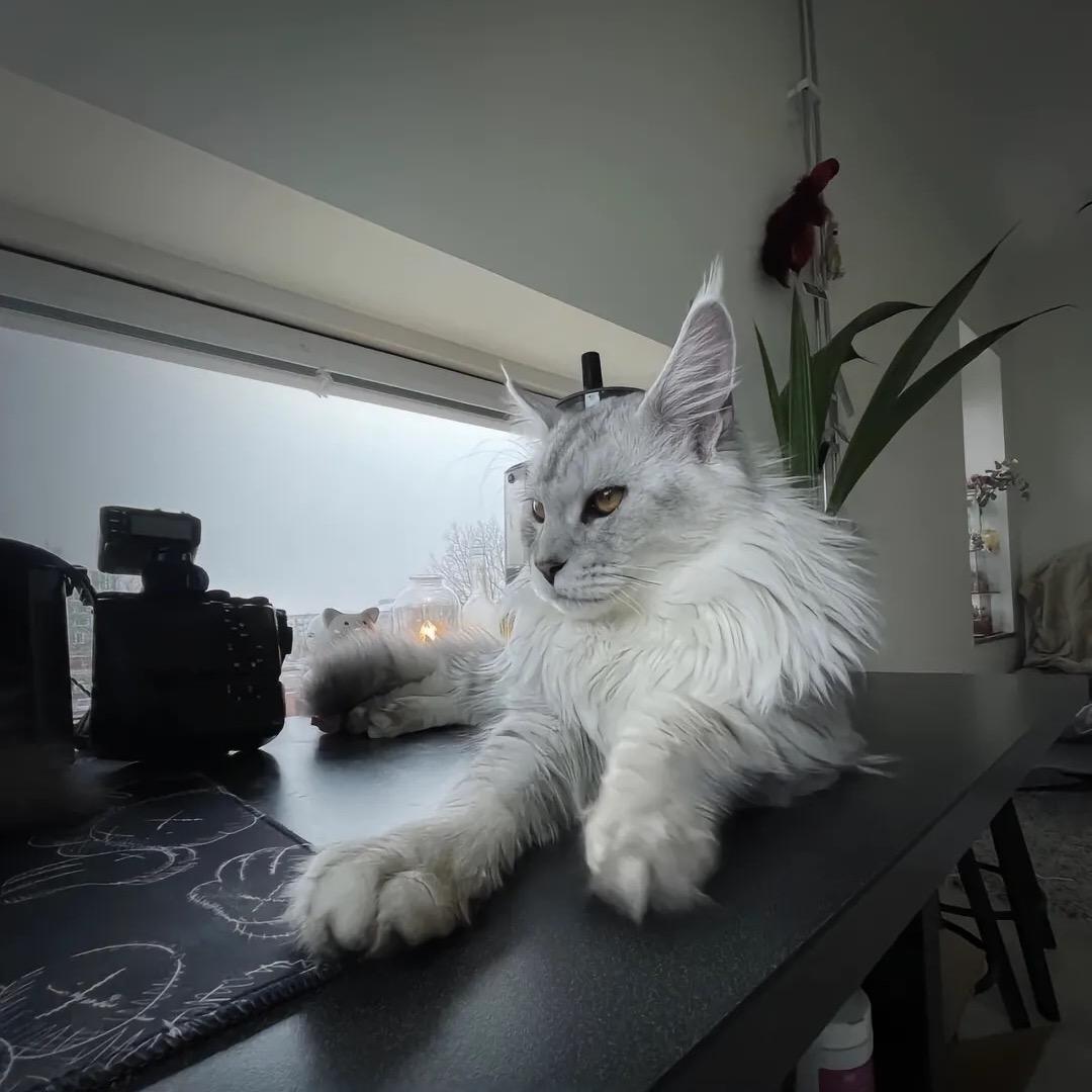 奕磊