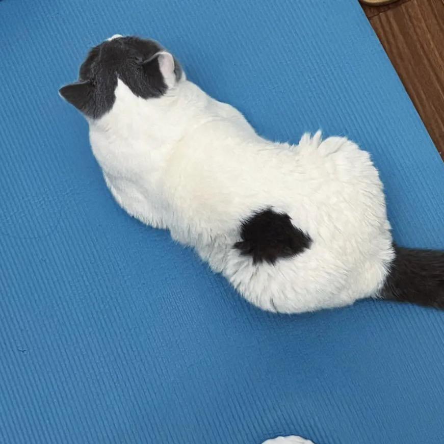 魏什么