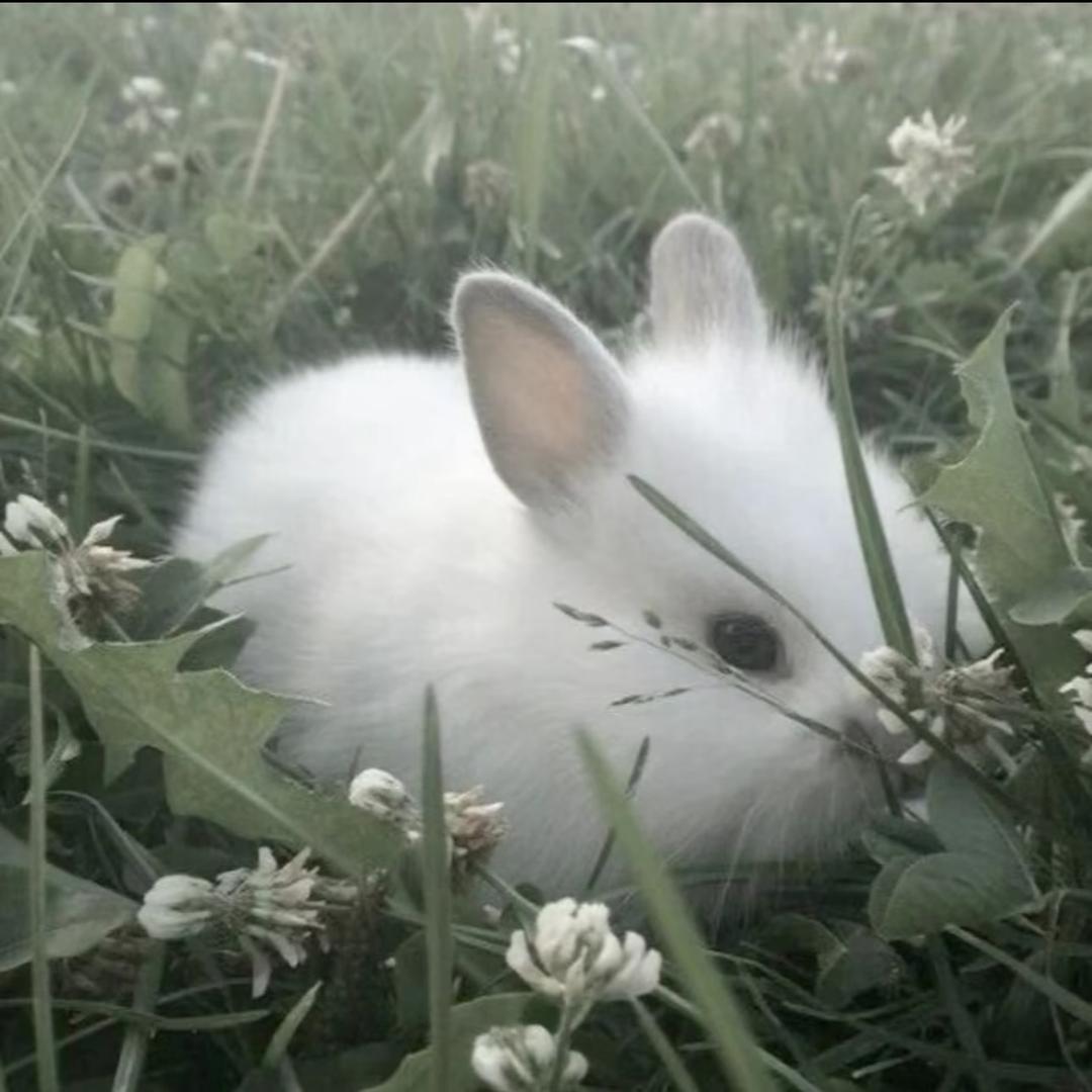 接骨木花