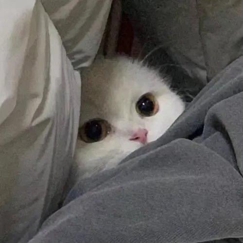 辞.
