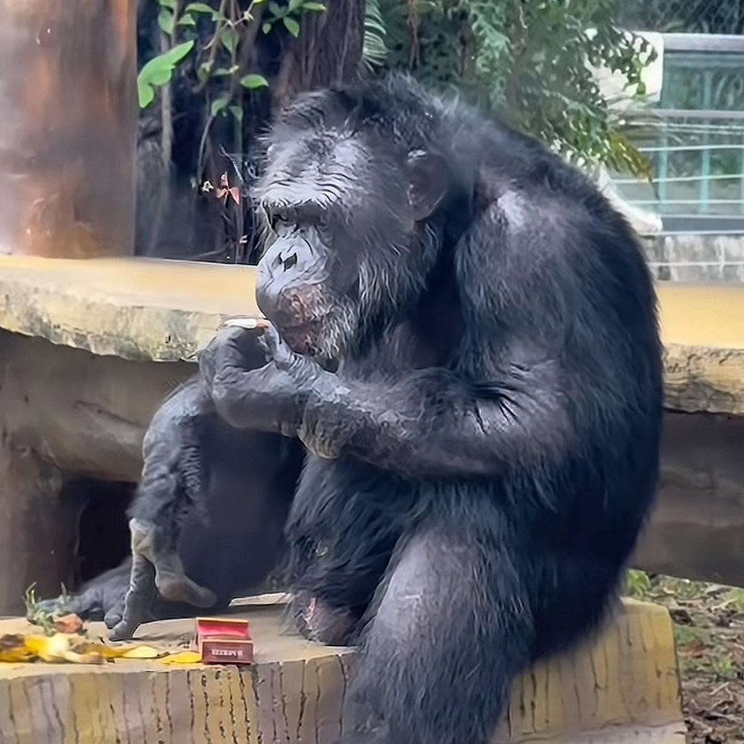 𓅯ˎˊ弔戼📷落日收藏家⌓‿⌓