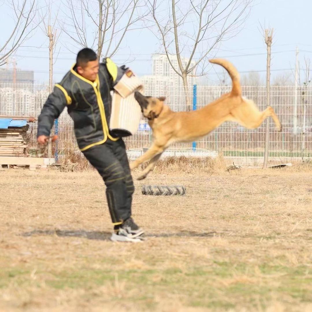 CKU黔兴犬舍