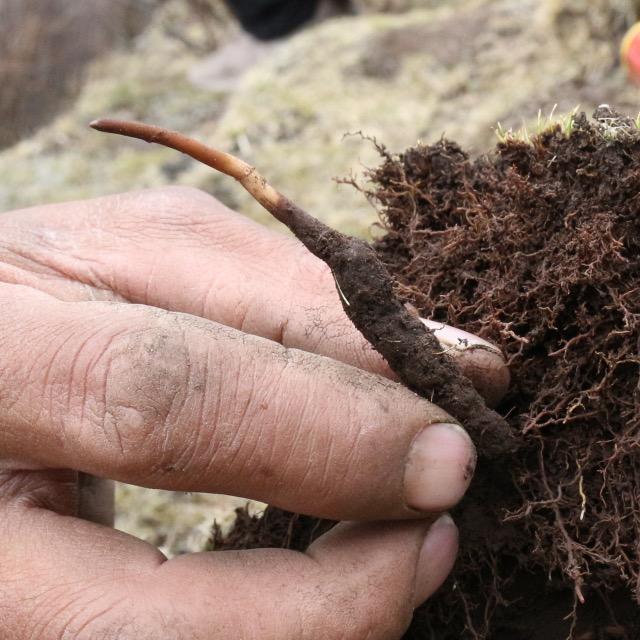 藏地特产批发3店