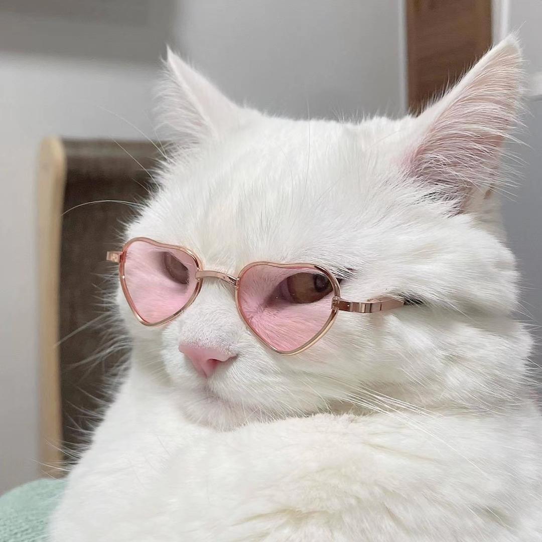 王大喵的猫