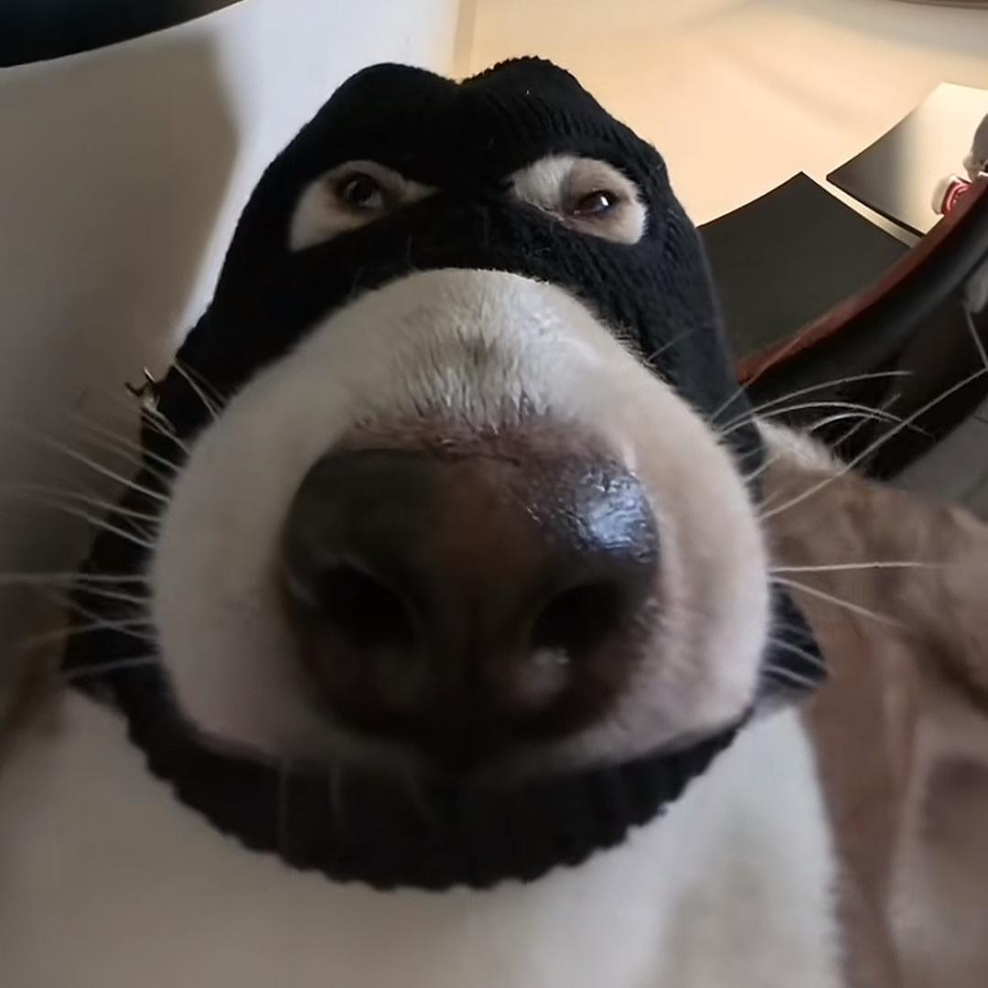 临羊