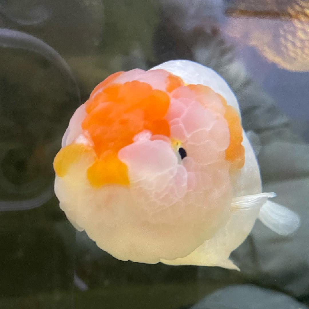 夏天柠檬
