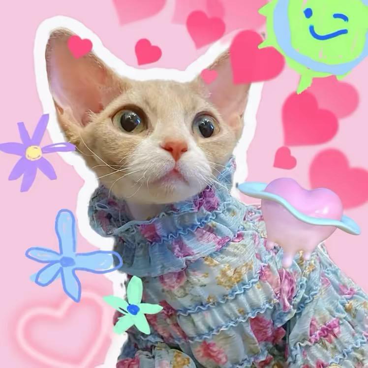 猫模千姐儿