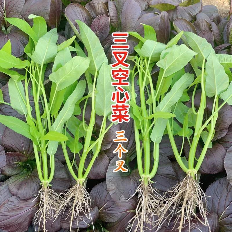 婷子园艺经营部