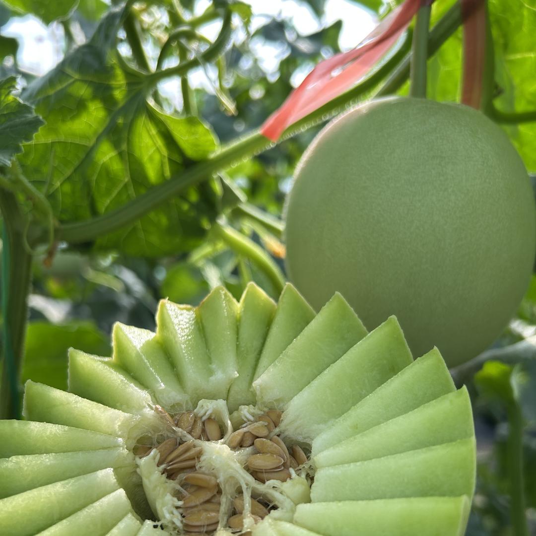 庆坡鲜果果蔬园