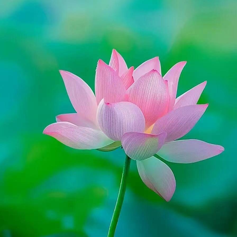 微宝（手机摄影）