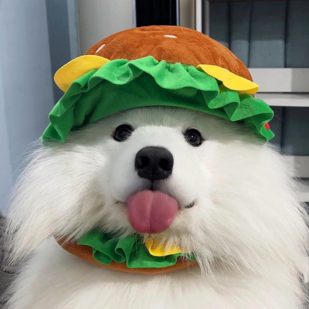 顿尔甄品萨摩耶（小乖）