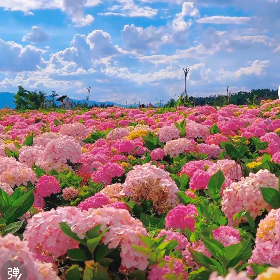 南斗花卉（基地直发）