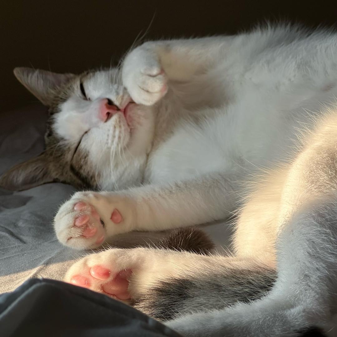 小兔(՞ . .՞)੭"