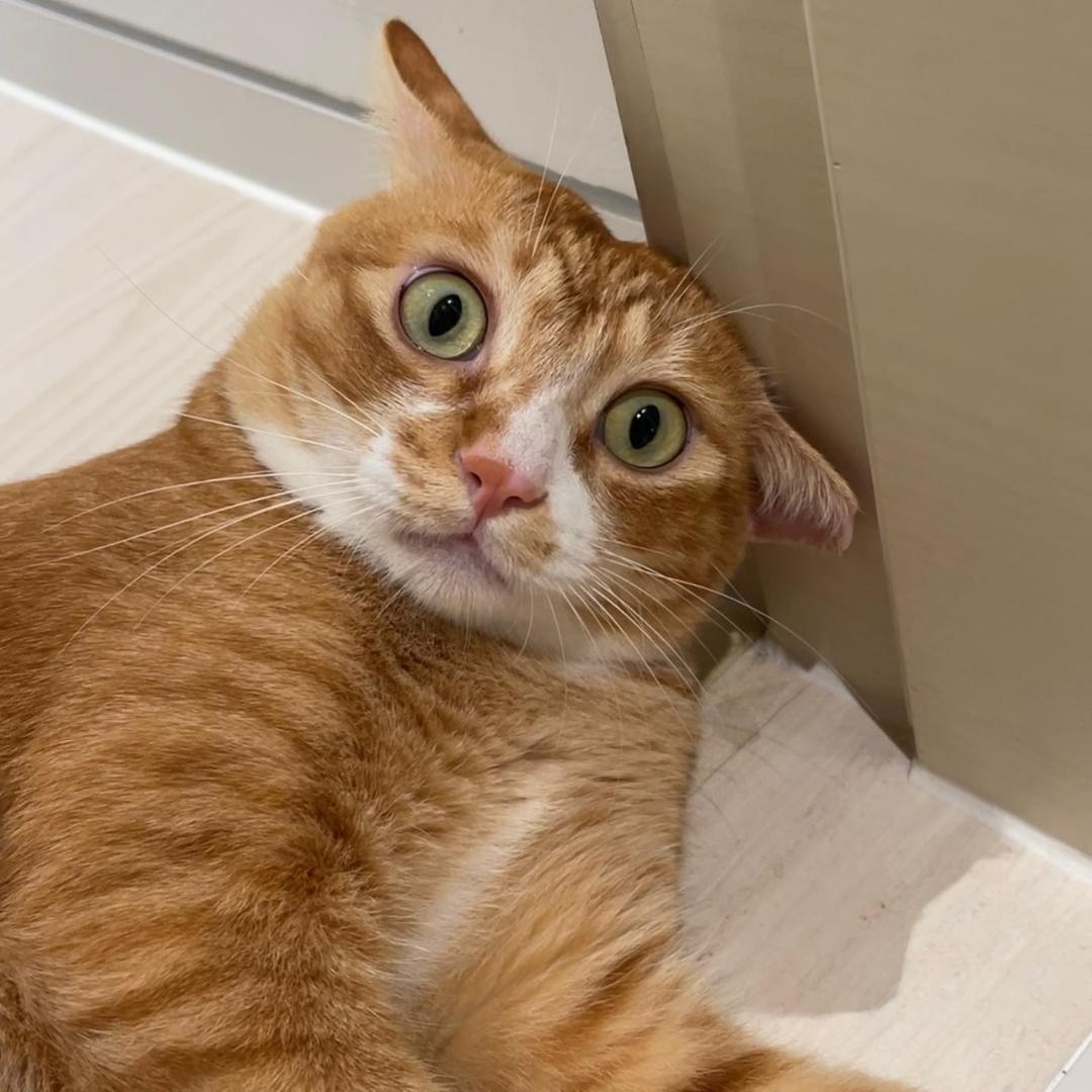 旺旺是只橘猫
