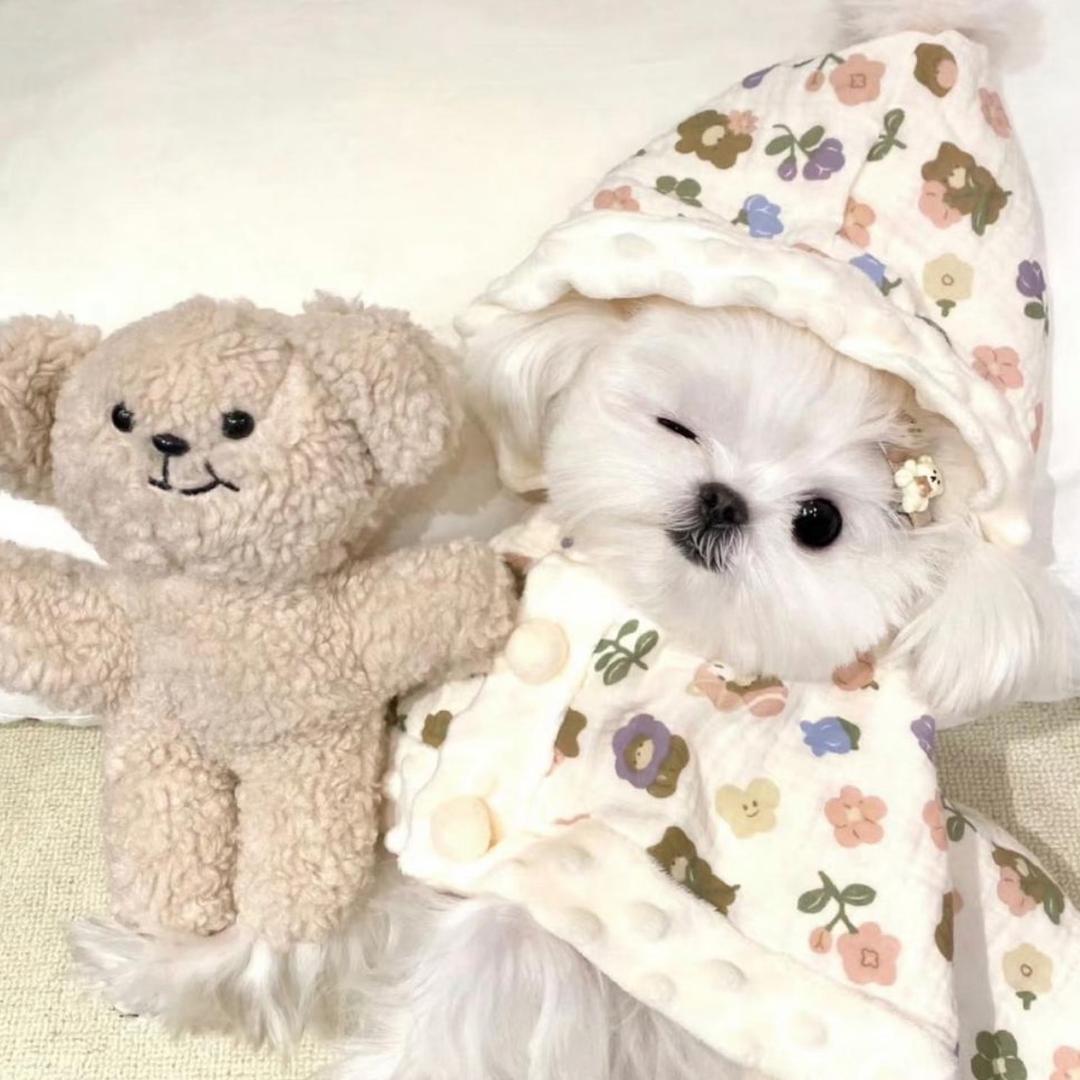 Chungxx