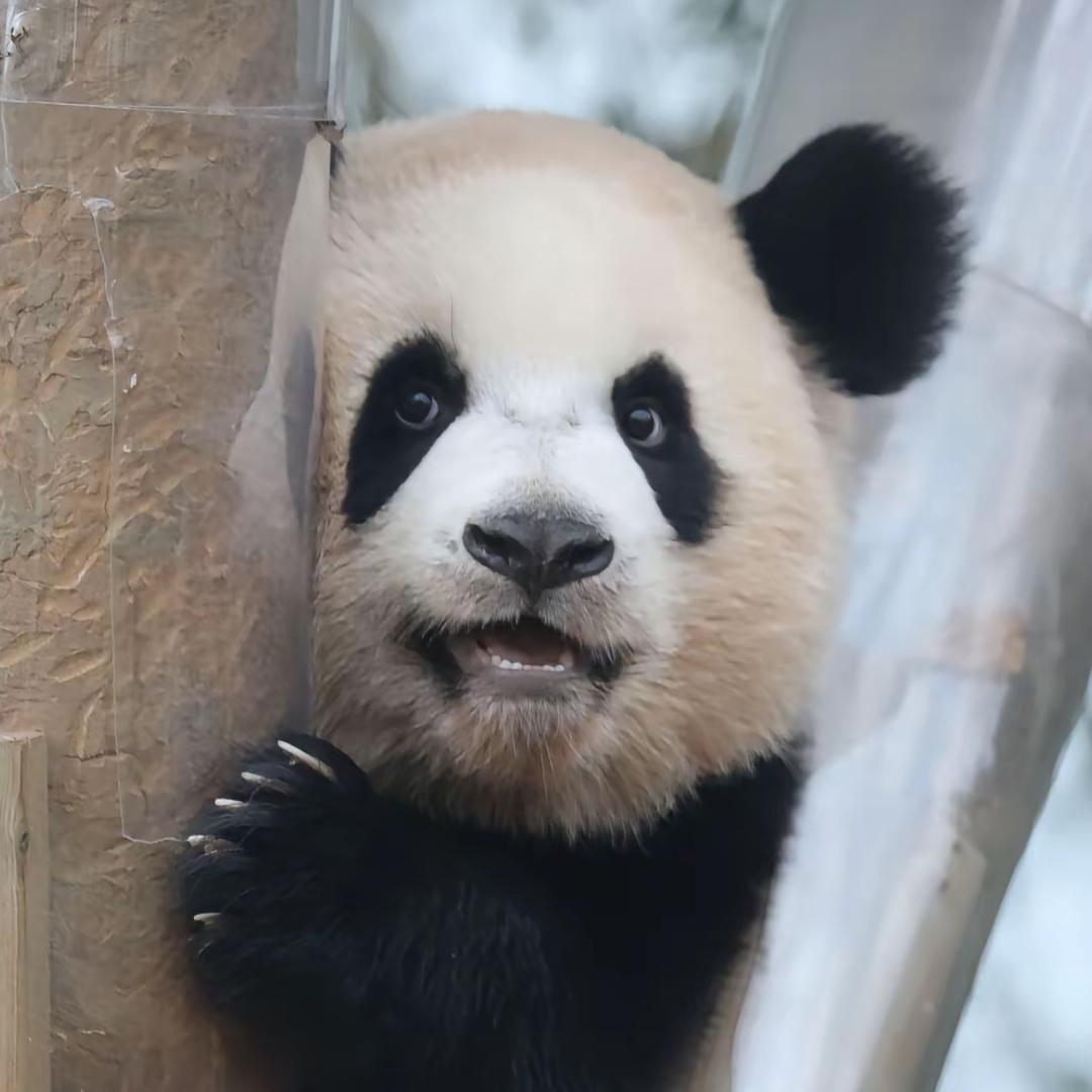 和风叔叔