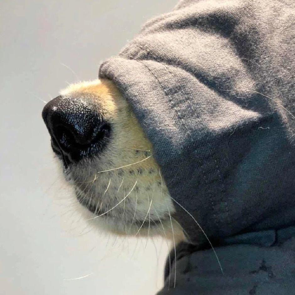 达克🥷