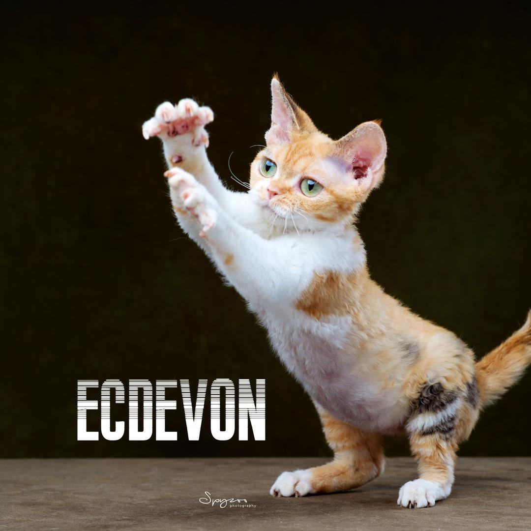 ECDEVON德文卷毛猫