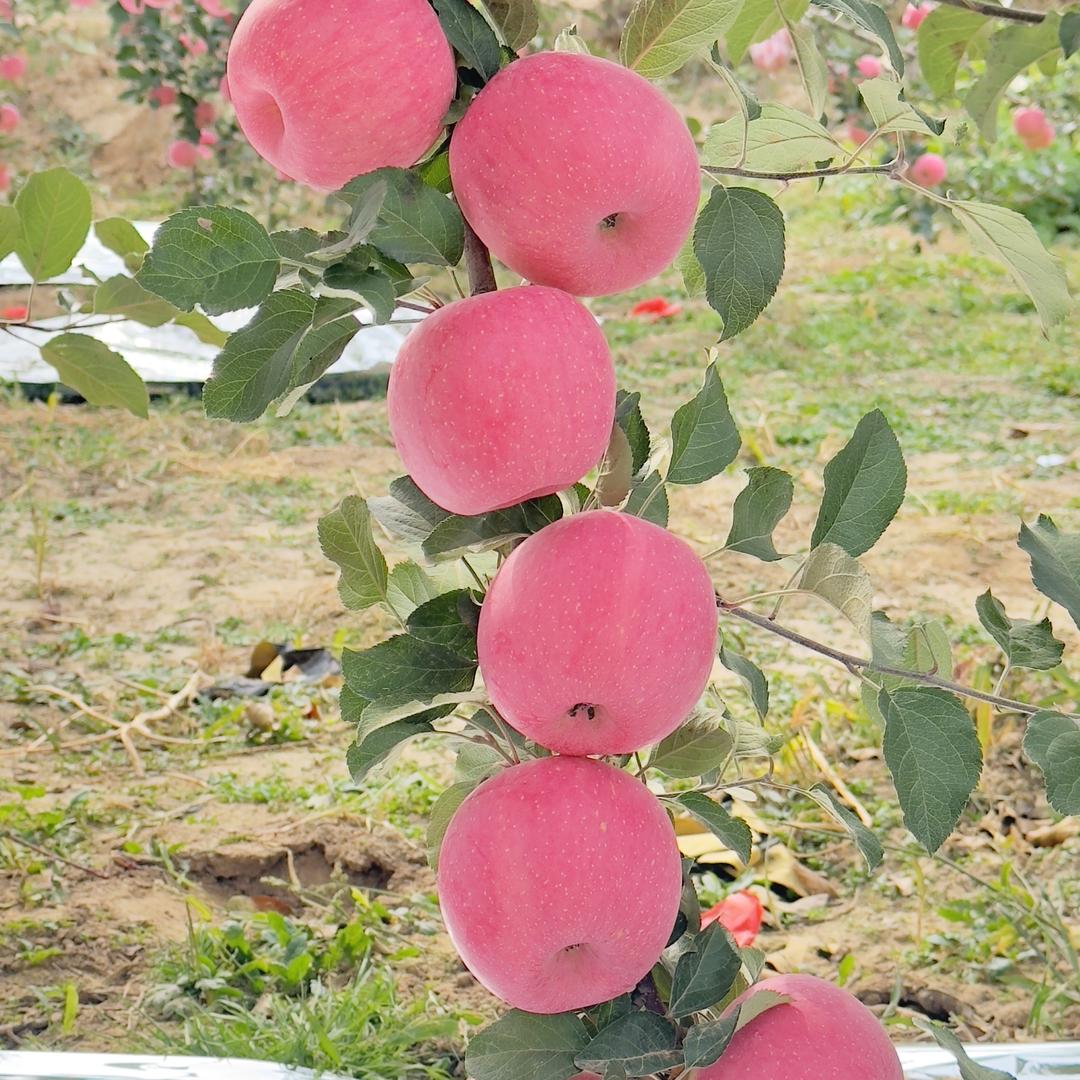 延安红果子果园