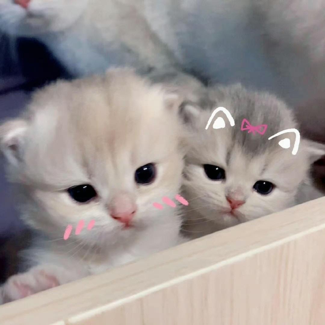 小鱼丸子qwq