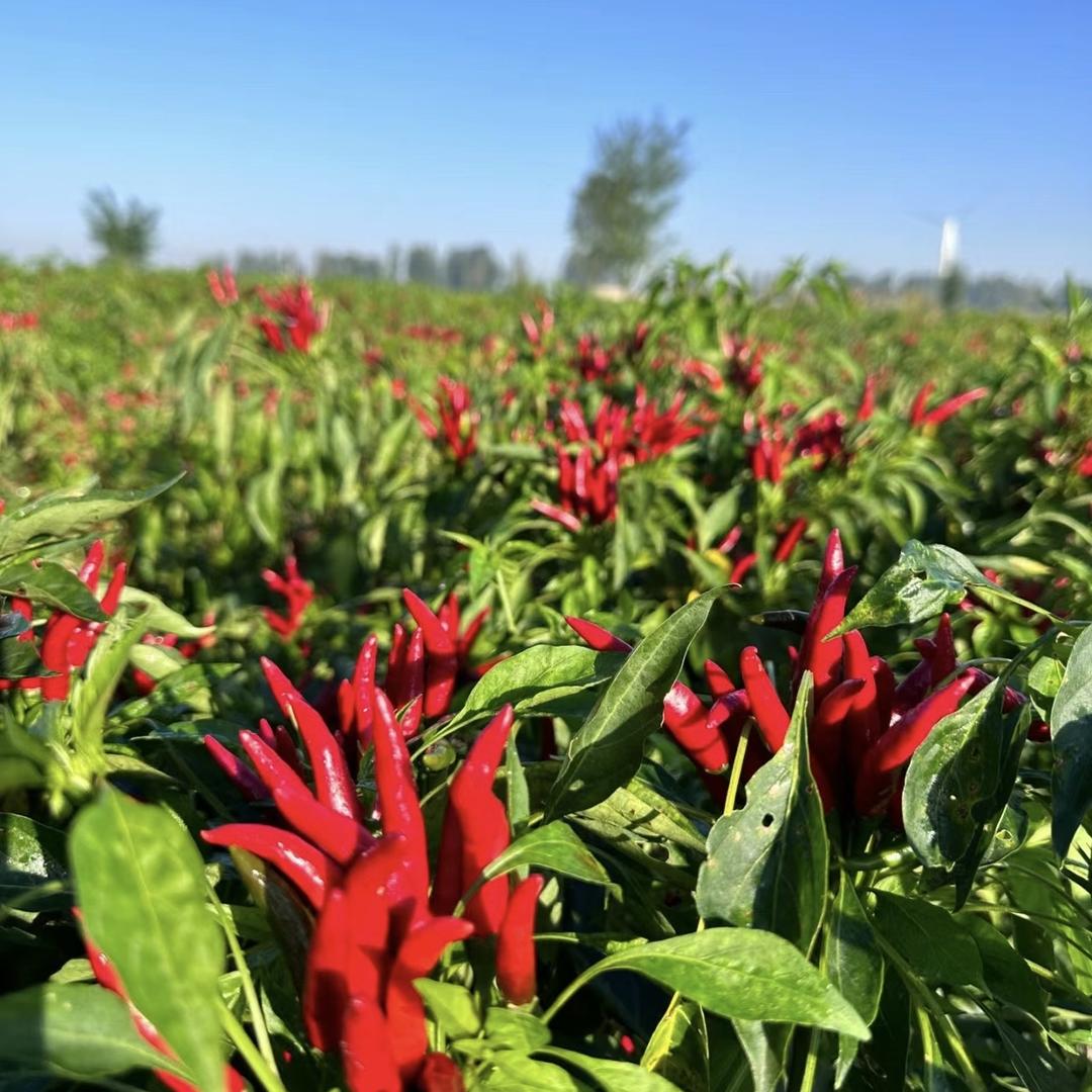 遵义辣嫂食品有限公司