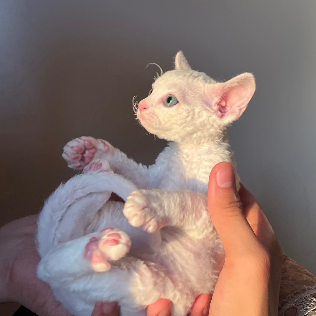 Seven德文卷毛🐈