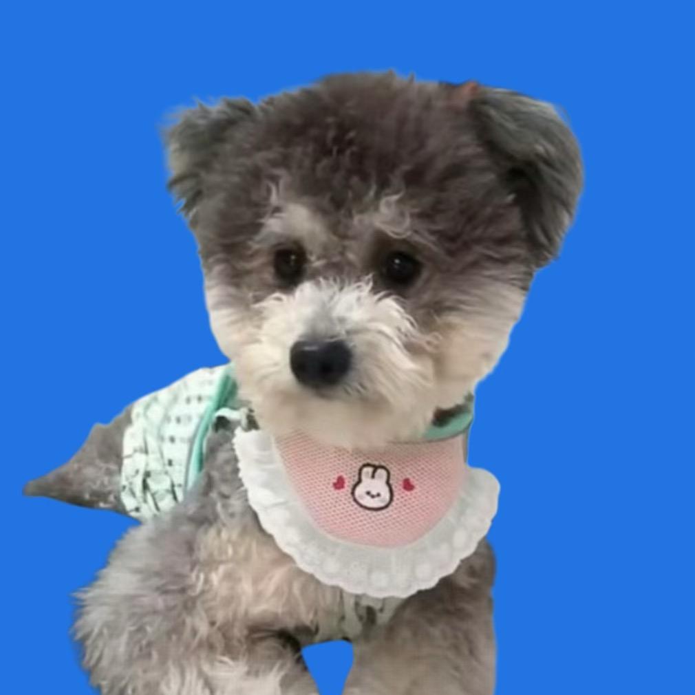 黑泰迪李小宝